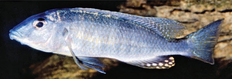 Otopharynx styrax 'Manda'